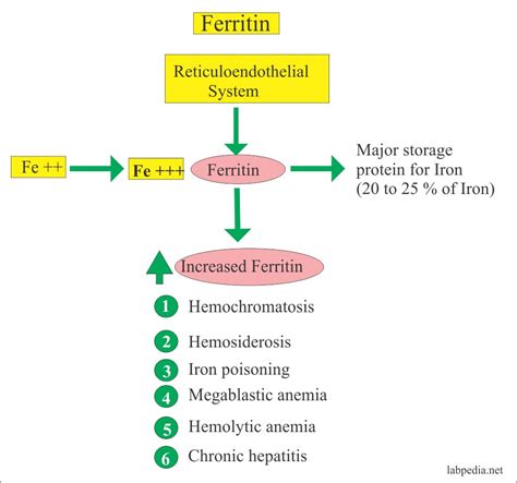 can bottled distilled water cause a high ferritin test|ferritin elevated levels interpretation.